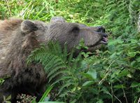 Die Bärin Jurka im Alternativen Wolf- und Bärenpark in Bad Rippoldsau-Schapbach