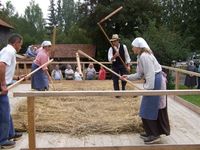 Drischeldreschen beim traditionellen Drescherfest in Breitenberg