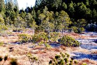 Blick in Horbacher Moor