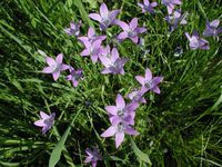 Glockenblumen können Sie bei Wanderungen durch den Falkensteiner Vorwald bewundern