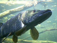 Fisch in der Unterwasserstation im Wildgarten Furth im Wald
