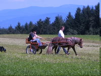 Mit dem Pony bei Gotteszell im Bayerischen Wald unterwegs