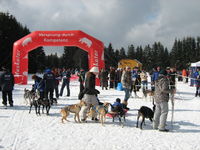 Gespanne beim Start beim Schlittenhunderennen in Haidmühle