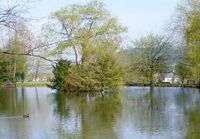 Der waldsee liegt idillisch am Waldrand richtung Mühlenbach