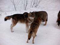 Wölfe im Tierfreigelände beim Haus zur Wildnis fühlen sich im Winter wohl