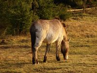 Przewalski-Urwildpferd im Tierfreigelände beim Haus zur Wildnis