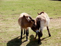 Wildpferde im Tierfreigelände im Nationalparkzentrum Falkenstein bei Ludwigsthal