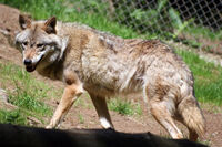 Wolf im Bayerwald-Tierpark Lohberg am Großen Arber