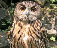 Uhu im Bayerwald-Tierpark Lohberg am Großen Arber
