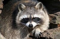 Waschbär im Bayerwald-Tierpark Lohberg am Großen Arber