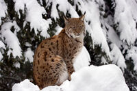 Luchs im Bayerwald-Tierpark Lohberg am Großen Arber im Winter
