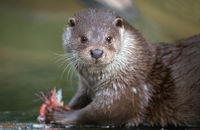 Fischotter im Otterhaus Bayern in Mauth im Nationalpark Bayerischer Wald