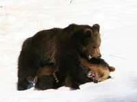 Bären im Tierfreigelände Nationalparkzentrum Lusen im Winter