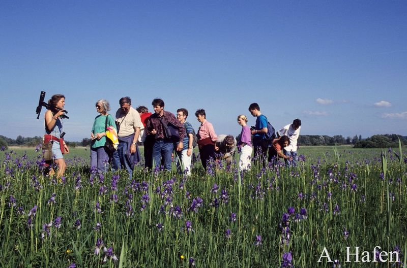 Naturschutzgebiet Wollmatinger Ried Urlaubsland BadenWürttemberg