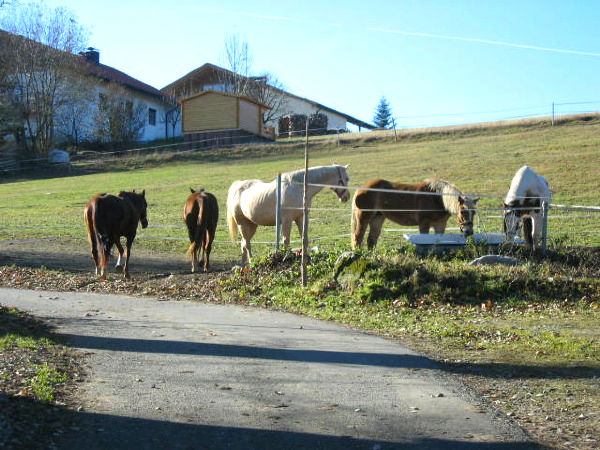 Pferde auf der Reitanlage HK SUNWOOD BARNS in Sonnen im Bayerischen Wald