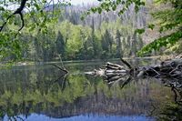 Urwald am Rachelsee im Nationalpark Bayerischer Wald
