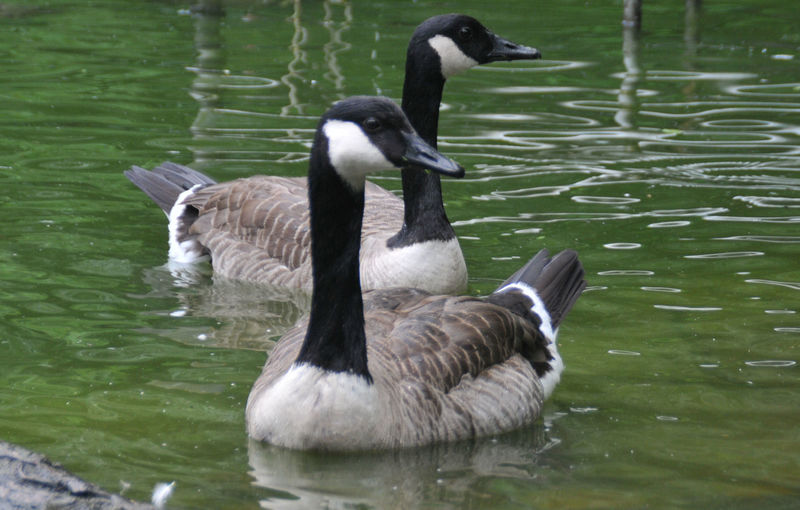Schwarzwaldzoo Waldkirch Urlaubsland BadenWürttemberg