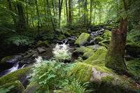 Wildromantisches Naturschutzgebiet Saußbachklamm bei Waldkirchen im Bayerischen Wald