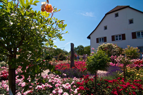 Rosensortimentsgarten in Nöggenschwiel
