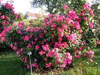 Rosenstrauch Angela in voller Blüte