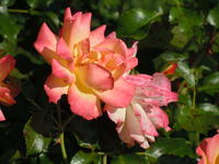 Farbenprächtige Rosen
