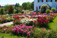 Rosen Sortimentsgarten