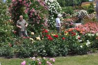 Spaziergang durch den Rosen Sortimentsgarten