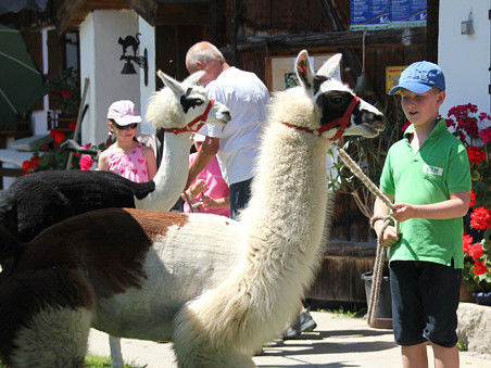 Geführte Wanderung mit Lamas vom Berghof Steinbauer in Achslach-Lindenau
