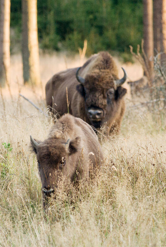 Wisent-Wildnis am Rothaarsteig