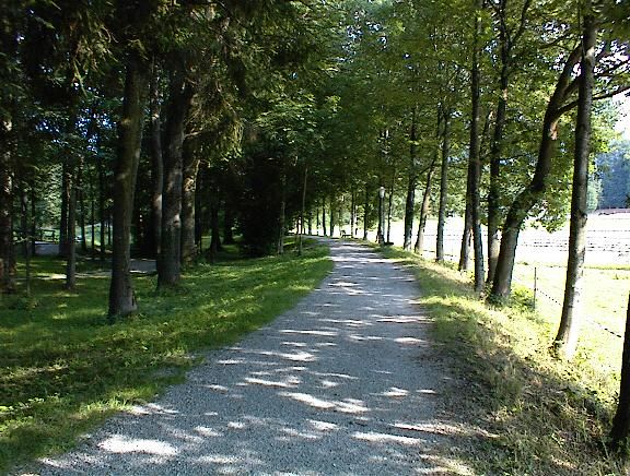 Mit Bäumen umwachsener Spazierweg im Naturpark Bad Feilnbach.