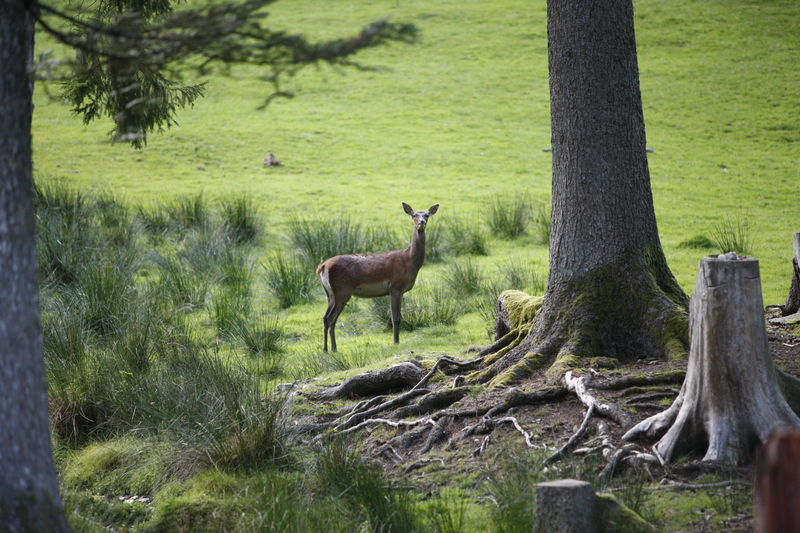 Wildgehege im Stadtwald Baden-Baden