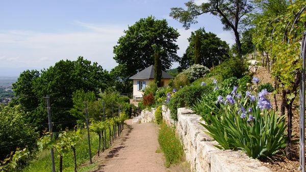 Weinerlebnis Badische Weinstrasse