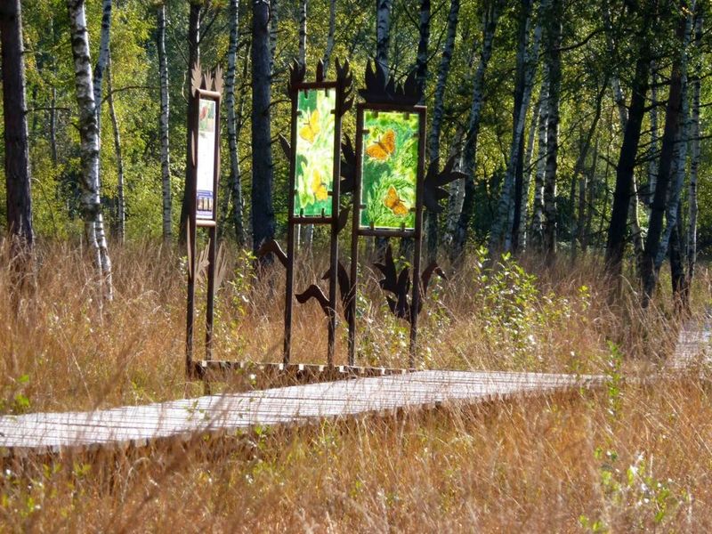 Gläserne Infotafeln am Lehrpfad durch das Arracher Moor