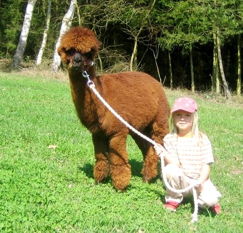 Kinderspaß mit den Lamas und Alpakas bei Chamerau im Bayerischen Wald
