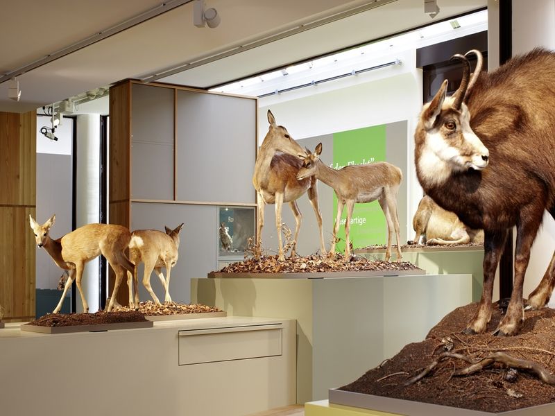 Bündner Naturmuseum