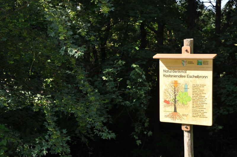 Naturdenkmal Kastanienallee