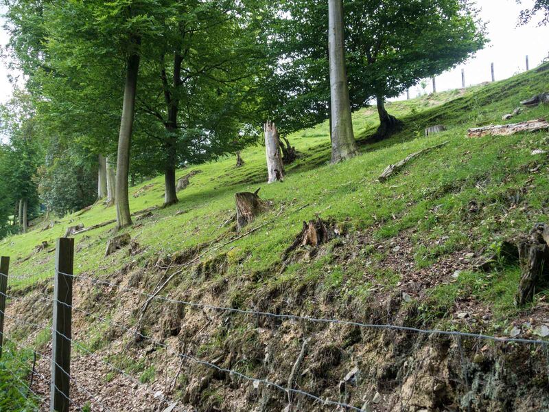 Damwildgehege auf dem Eibel Wenholthausen