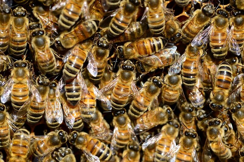 Bienen