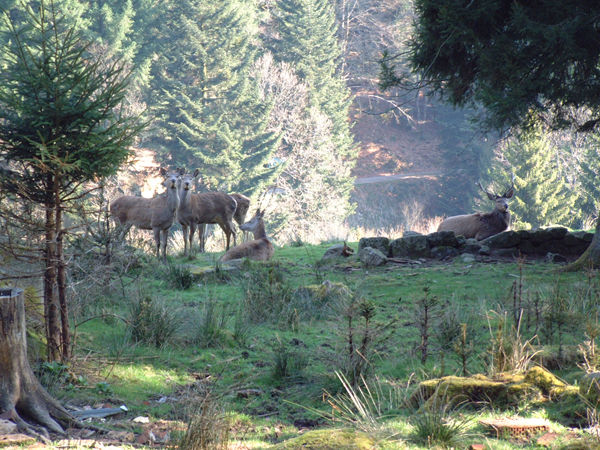 Rotwild im Wildgehege Forbach-Bermersbach