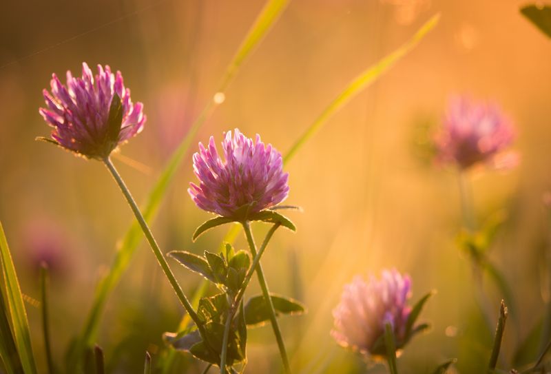Natur im Seenland Oder-Spree, Foto: Florian Läufer