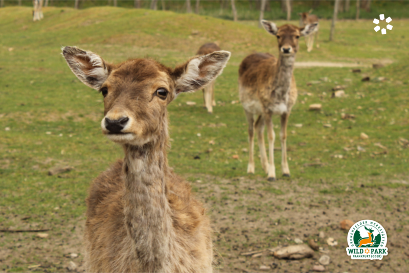 Wildpark Frankfurt (Oder), Foto: Wichern Diakonie