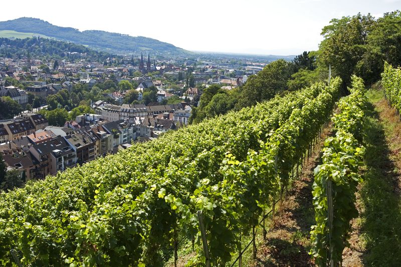 freiburg wine tour