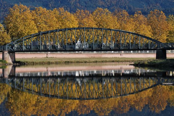 Platanen am Glasersteg.