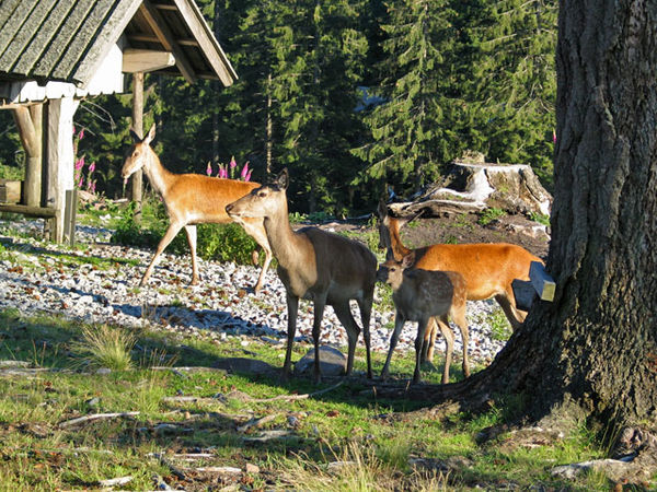 Rotwild  im Wildgehege am Kaltenbronn