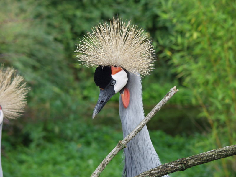 Kronenkranich im Tierpark Göppingen
