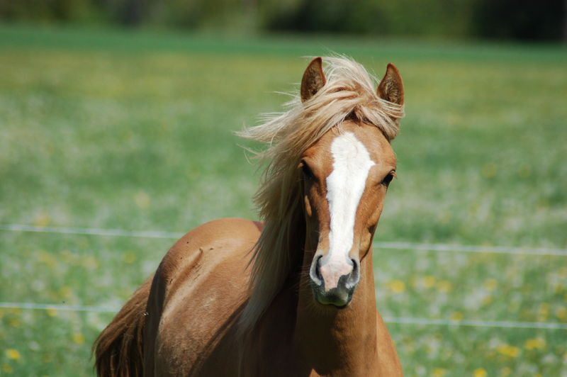 Erstes kennenlernen pferd