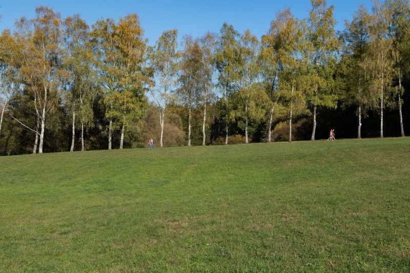 Birkenallee am Martinsberg