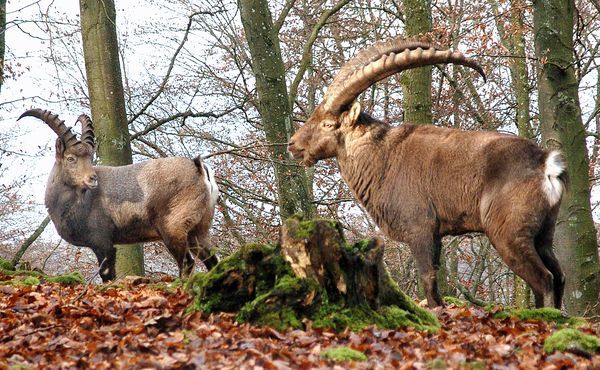 Steinböcke im Wildpark Eichert