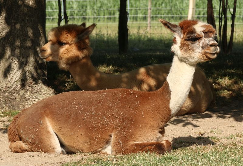Alpakafarm in Heiningen