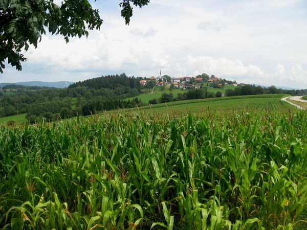 Hohenau - Die hohe Au Eine Landgemeinde mit Flair. Ruhe, Erholung und Entspannung in landschaftlich reizvoller Umgebung mit herrlichem Panoramablick über Haidel, Lusen, Rachel, Arber bis hin zum gewaltigen Alpenmassiv.